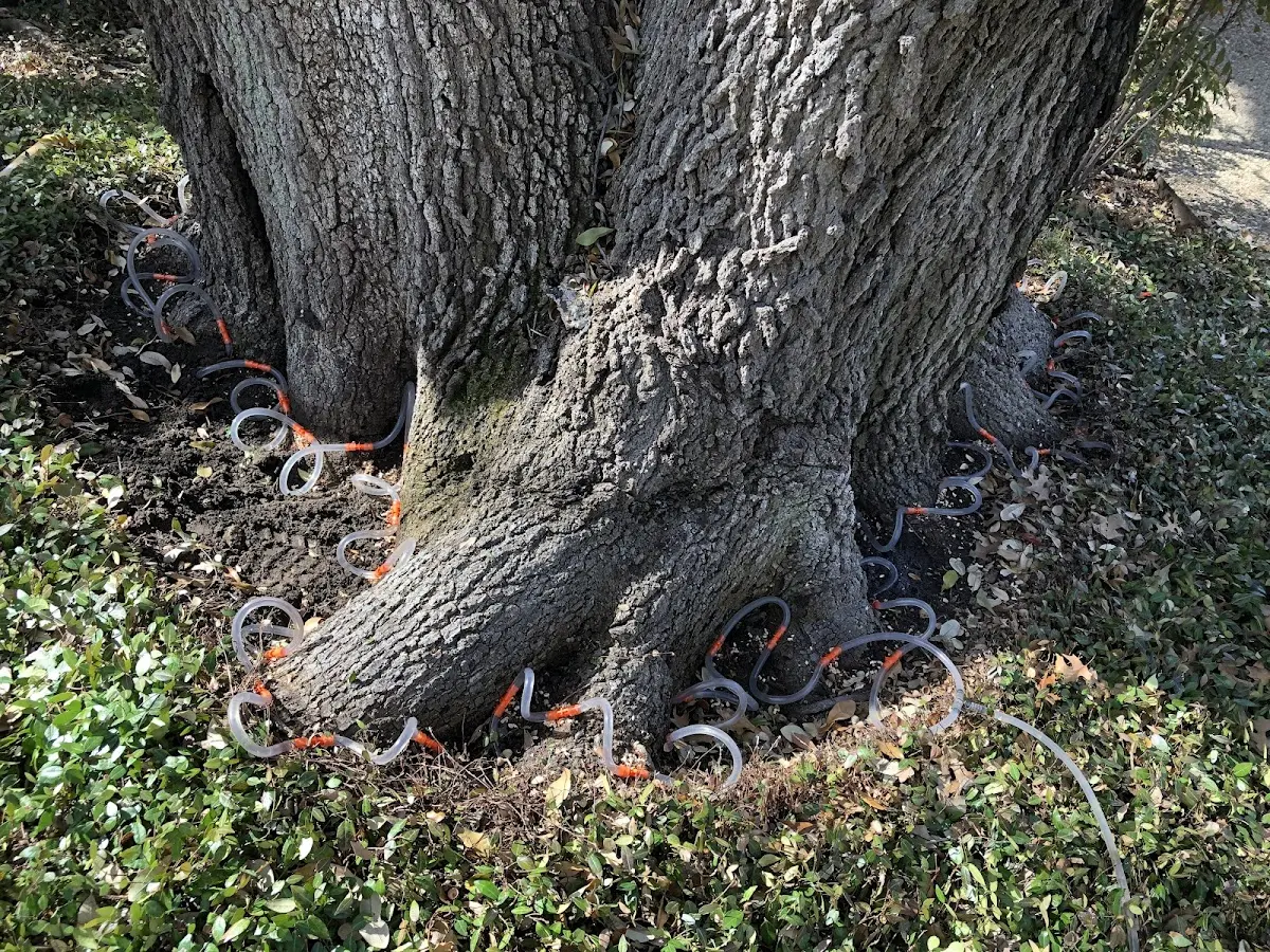 Detailed Tree Cabling and Bracing job site in South Fallsburg