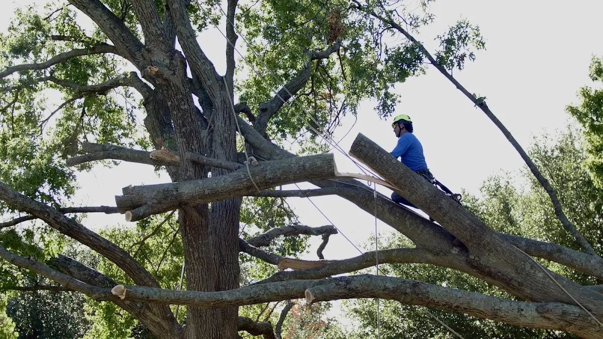 Professional Crown Thinning performed by certified arborists in South Fallsburg
